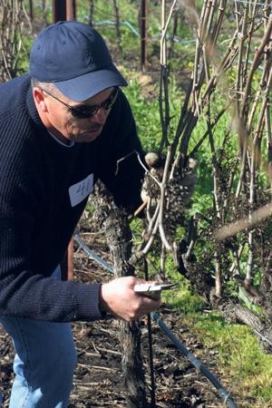 Quality stressed in vine pruning contest